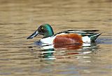 Northern Shoveler